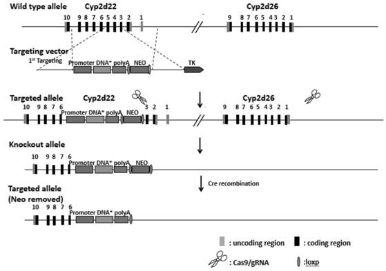 Construction method of humanized CYP2D6*10 transgenic mouse model