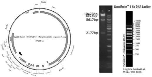 Construction method of humanized CYP2D6*10 transgenic mouse model