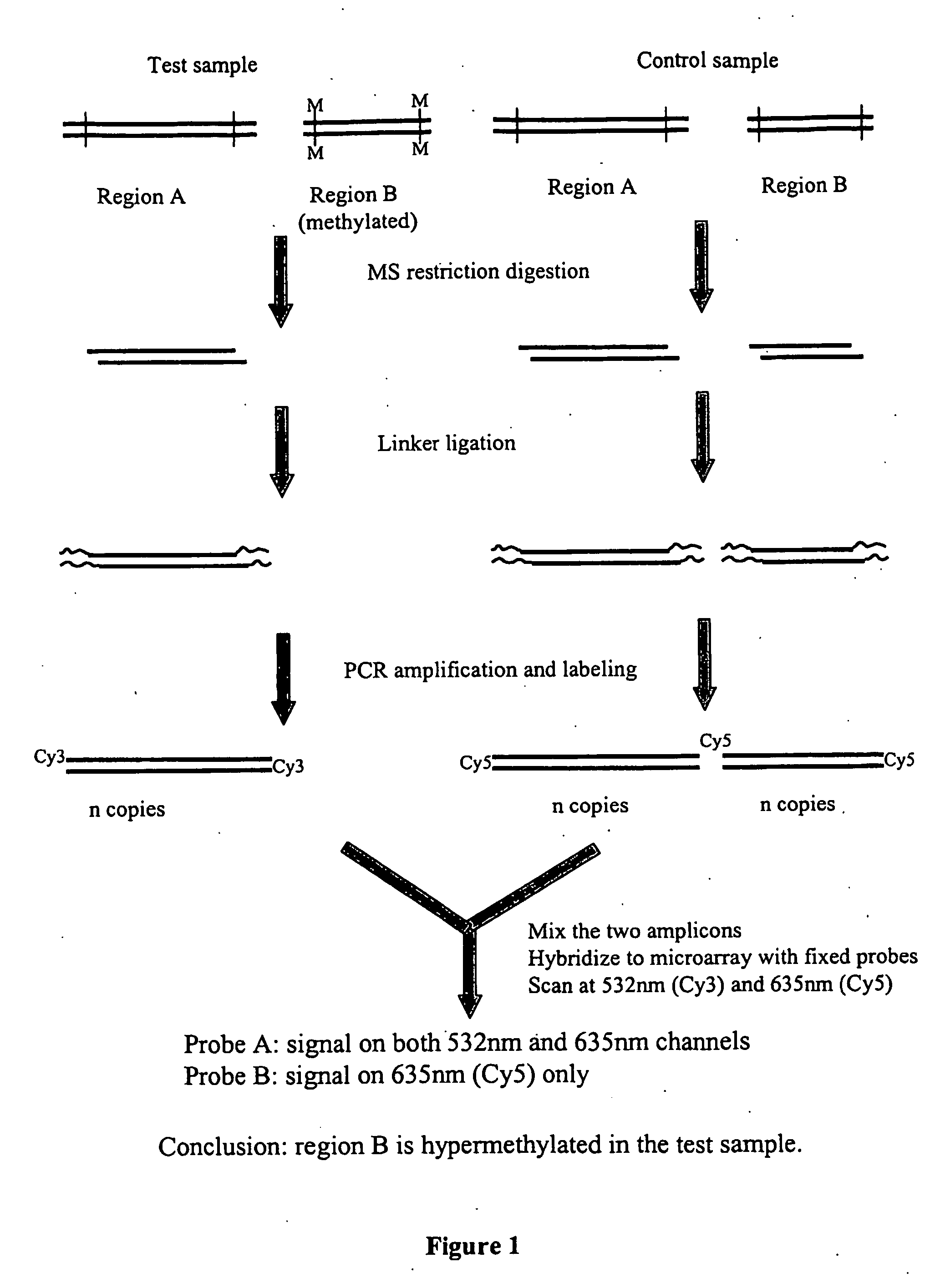 Assays for dna methylation changes