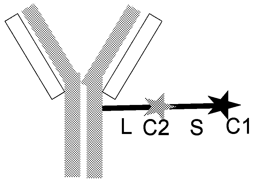 Antibody conjugates of immune-modulatory compounds and uses thereof