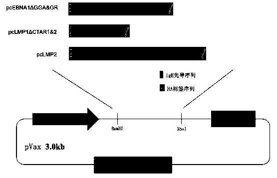 Novel synthesized molecules of EBV (Epstein-Barr Virus) consensus DNA (Deoxyribonucleic Acid) sequence and vaccine formed thereby