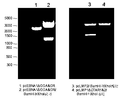 Novel synthesized molecules of EBV (Epstein-Barr Virus) consensus DNA (Deoxyribonucleic Acid) sequence and vaccine formed thereby