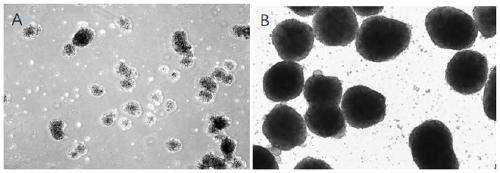 Three-dimensional spheroid culture method for maintaining stemness of breast cancer stem cells in vitro