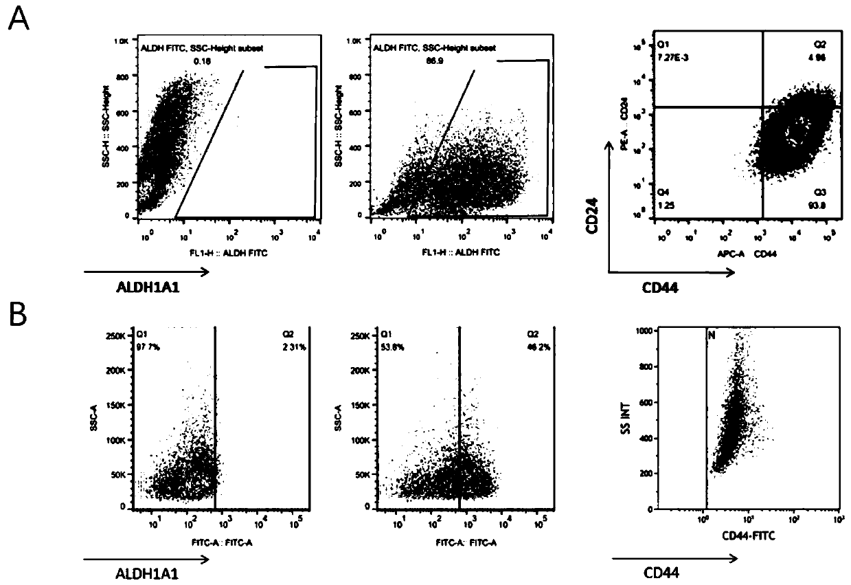 Three-dimensional spheroid culture method for maintaining stemness of breast cancer stem cells in vitro