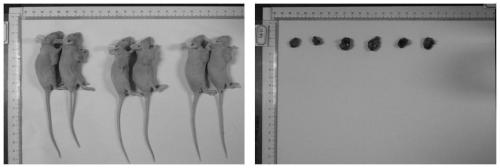 Three-dimensional spheroid culture method for maintaining stemness of breast cancer stem cells in vitro