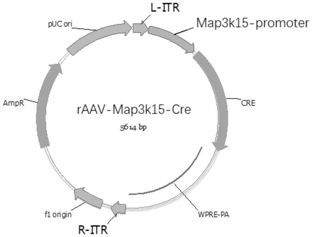 A method for constructing an aav vector specifically expressing Cre in the ca2 region of mouse hippocampus and its application