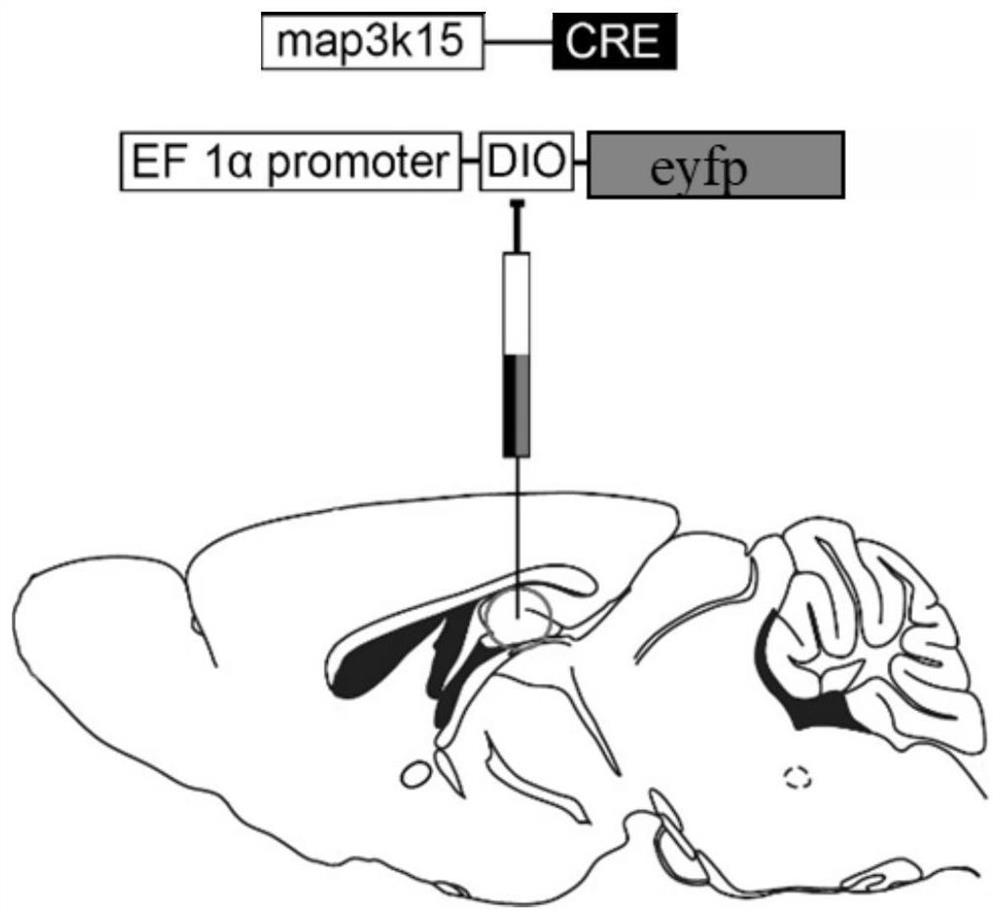 A method for constructing an aav vector specifically expressing Cre in the ca2 region of mouse hippocampus and its application