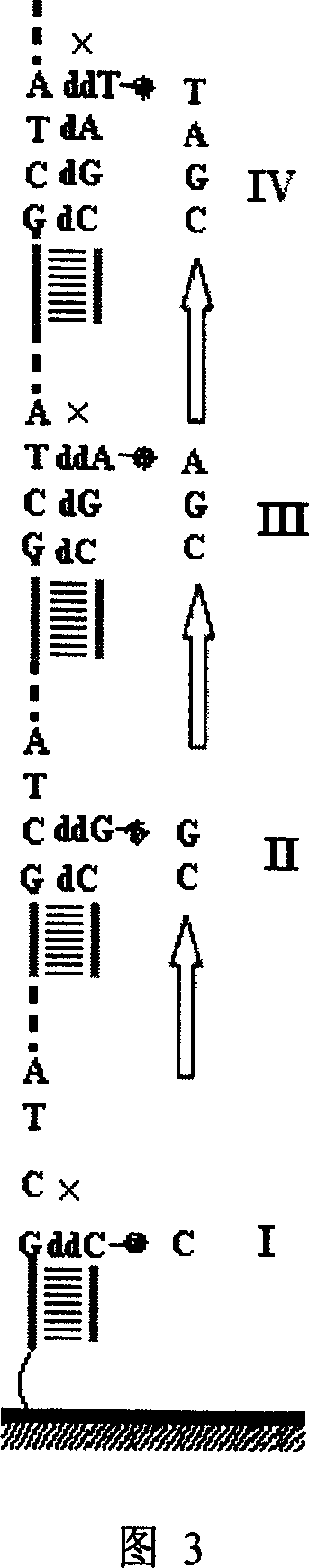 Nucleic acid sequencing process based on micro array chip
