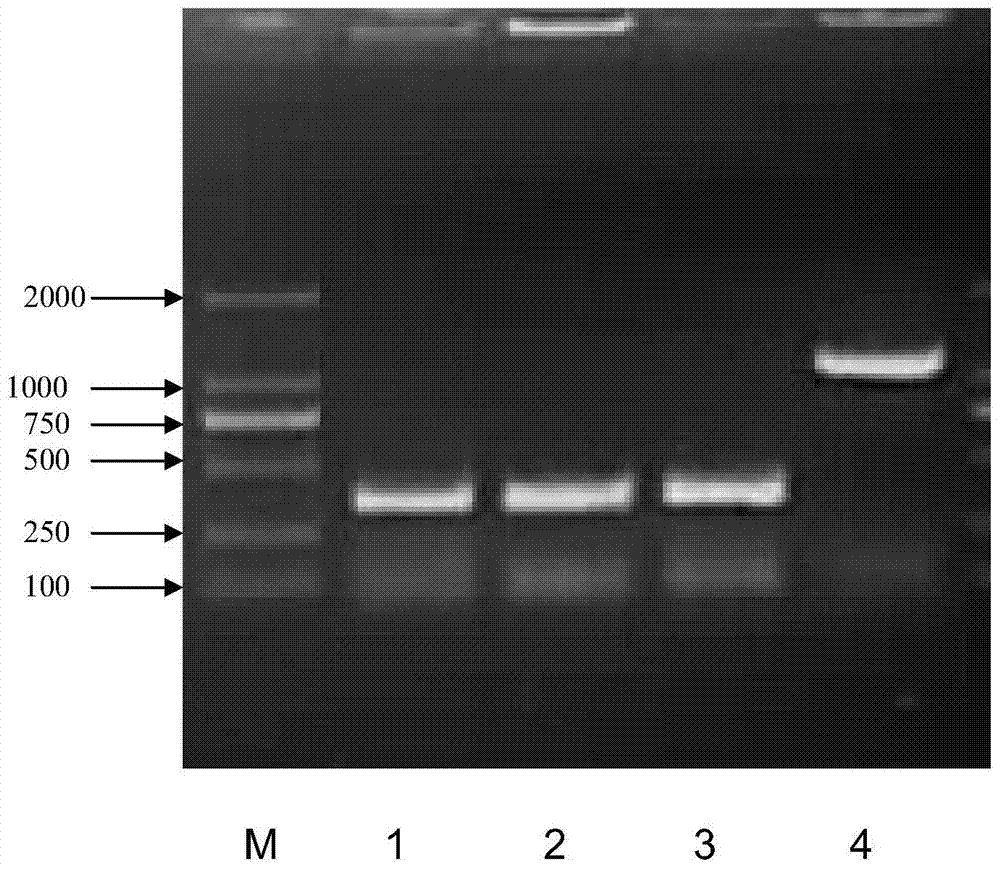 A porcine chimeric antibody against Haemophilus parasuis and its construction method and application