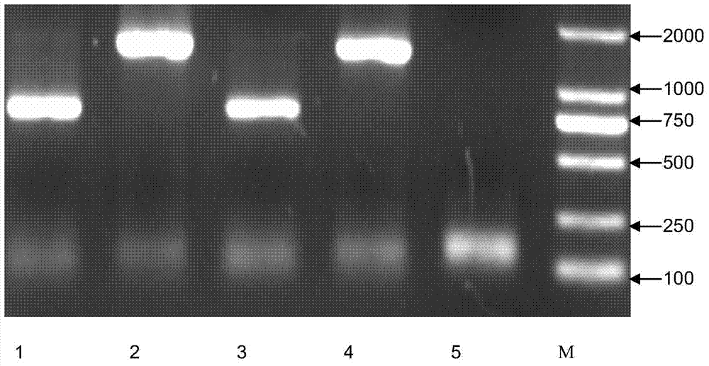 A porcine chimeric antibody against Haemophilus parasuis and its construction method and application