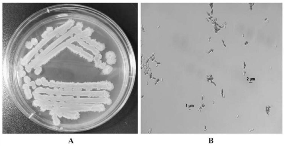 Bacillus velezensis capable of producing high-yield compound enzyme and efficiently degrading mycotoxin and application of bacillus velezensis