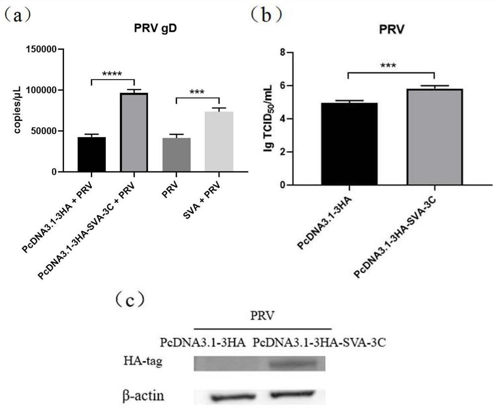 Application of SVA 3C protein in promotion of porcine virus replication