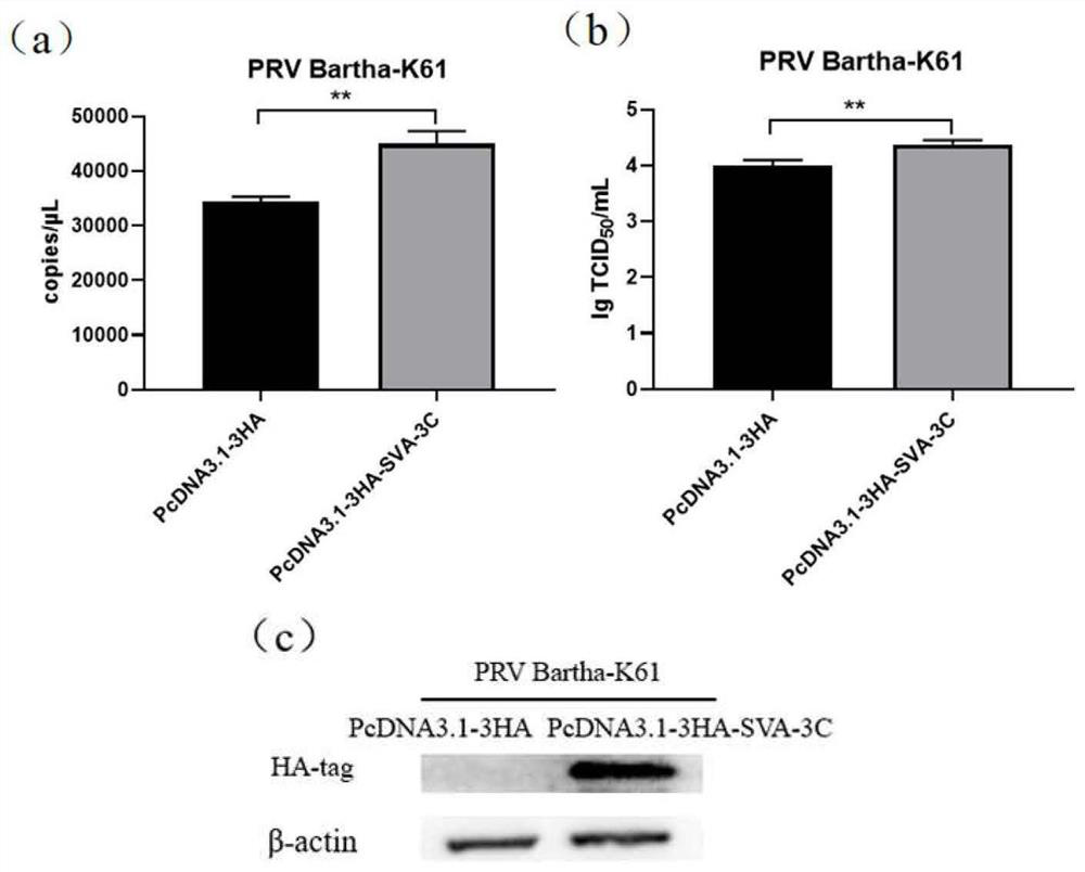 Application of SVA 3C protein in promotion of porcine virus replication