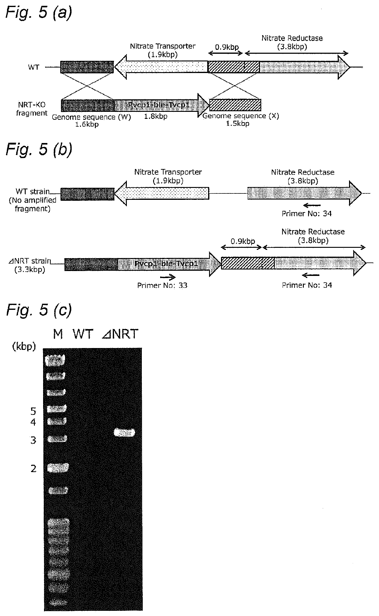 Method of Improving Resistance to Substrate Analog of Nitric Acid in Microalga