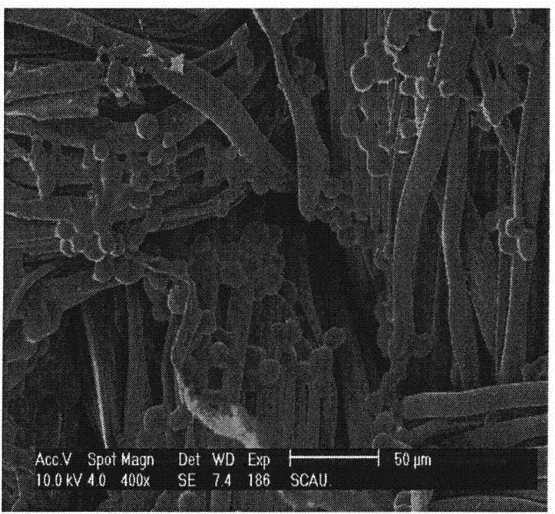 Blumea oil microcapsule antibacterial mask and preparation method thereof