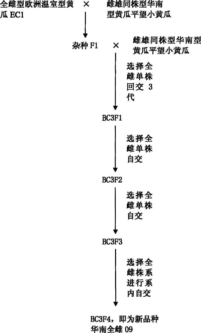 Cultivation and application of hologynic South China-type cucumber South China hologynic 09