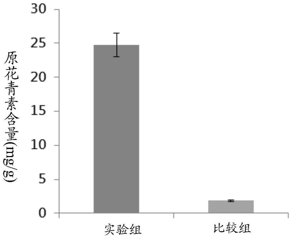 Application of extract of young acerola cherries in regulating and controlling body weight, beautifying skin, resisting inflammation and resisting aging