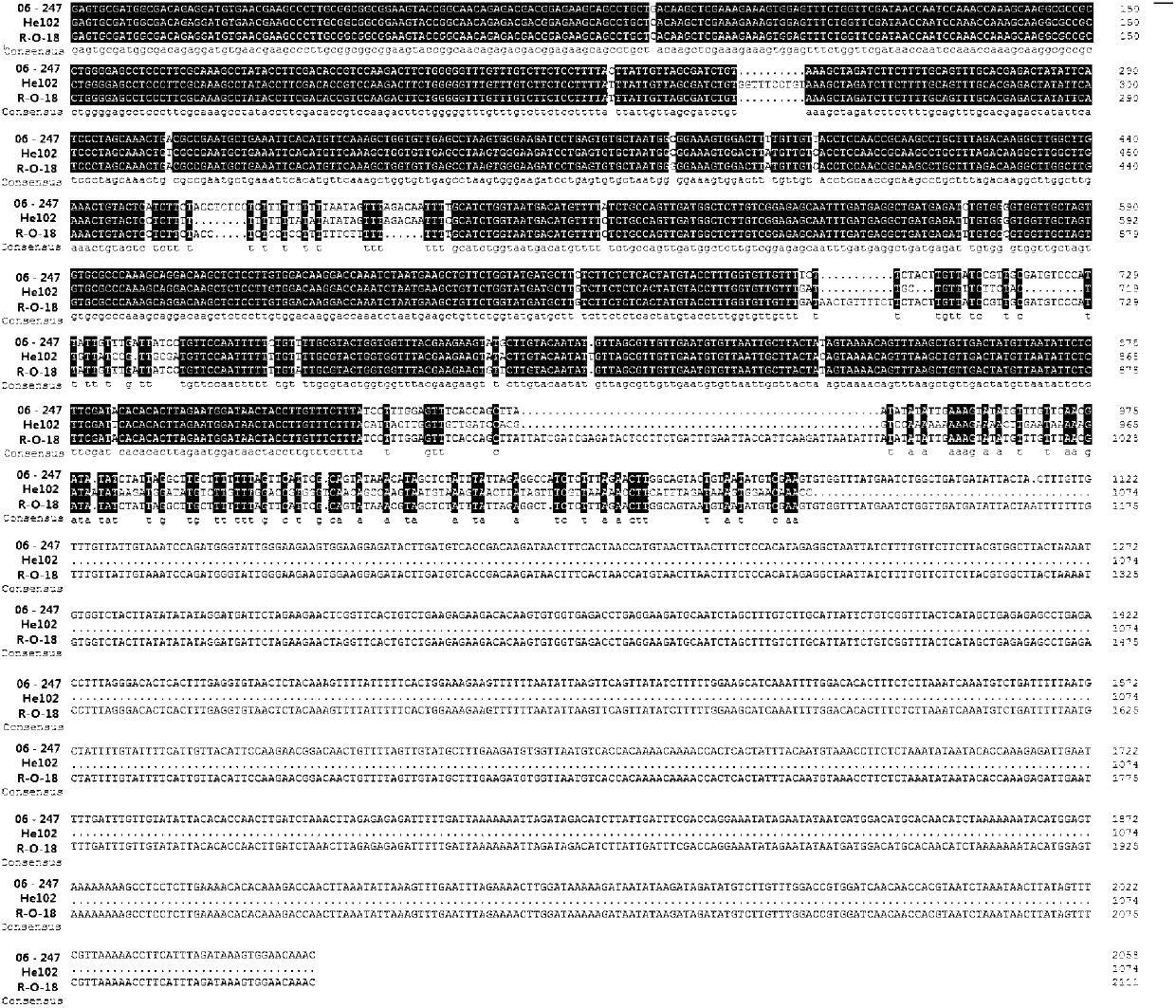 Specific molecular marker of Brassica rapa L.ssp pekinensis eIF (iso) 4E.a locus large fragment deletion mutation and application thereof