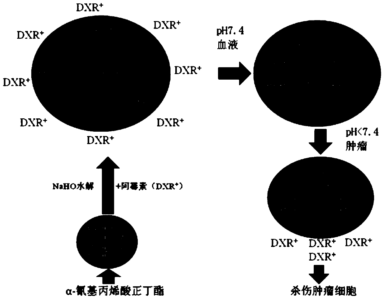 Poly(2-cyanoacrylic acid) as well as preparation method and application thereof