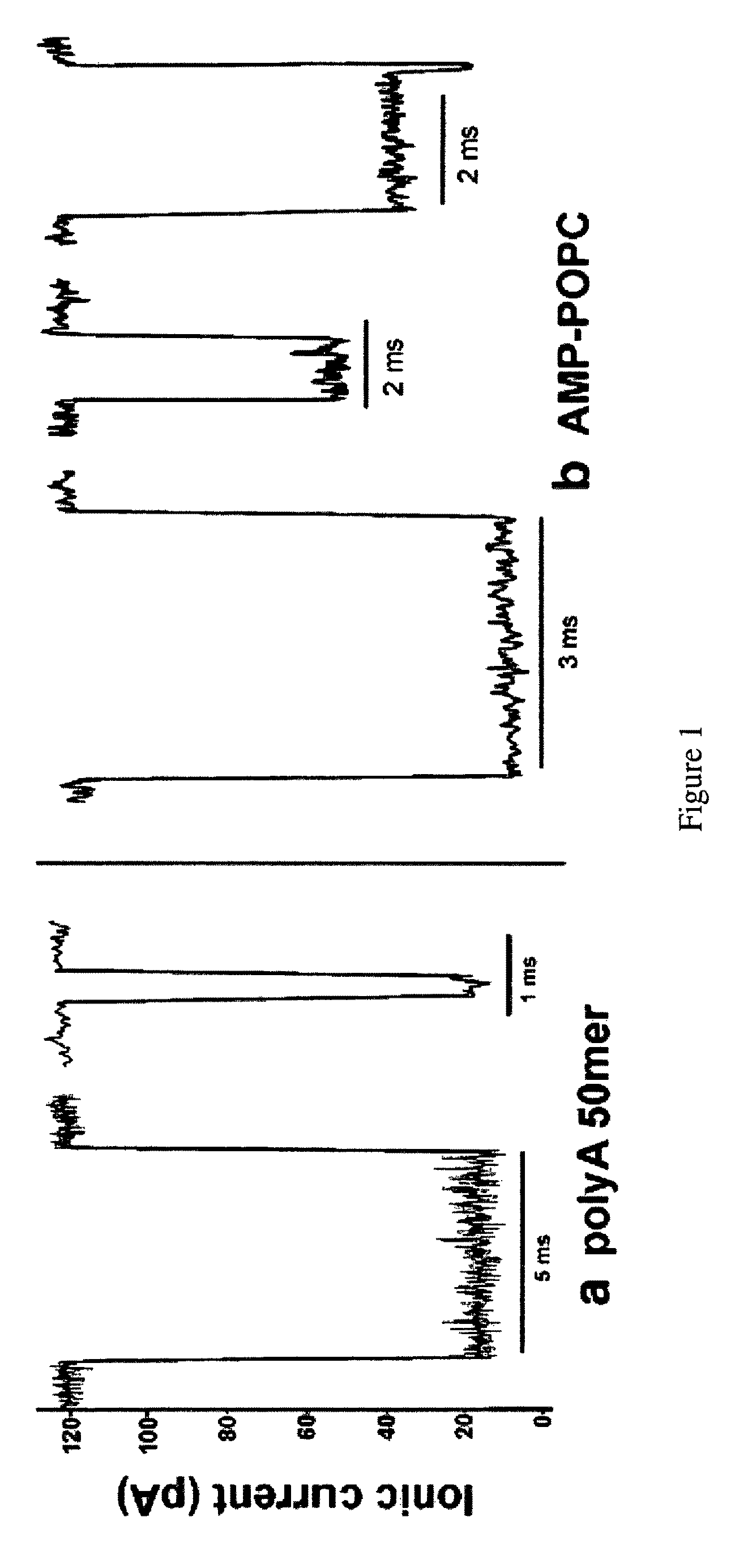 Lipid-assisted synthesis of polymer compounds and methods for their use