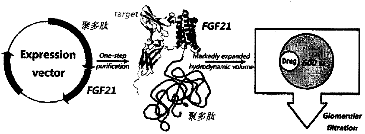 Recombinant polypeptide and its application