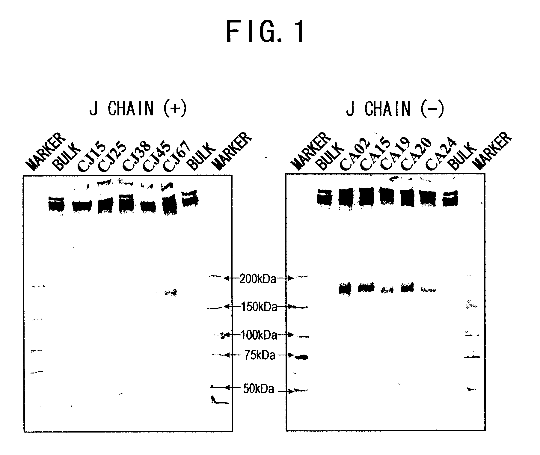 IgM Production by Transformed Cell and Method of Quantifying the Same