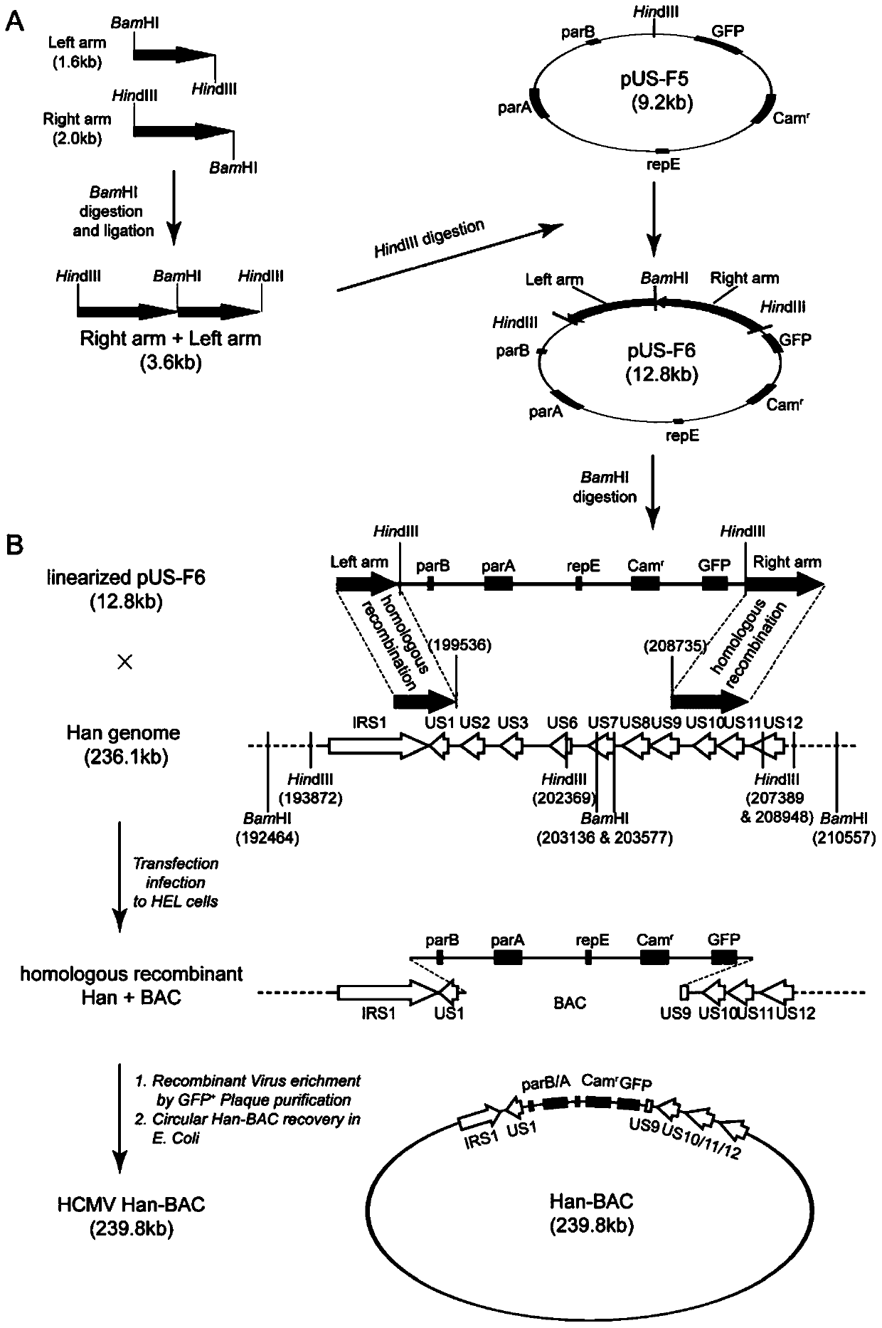Infectious clone of human cytomegalovirus and its construction method and application