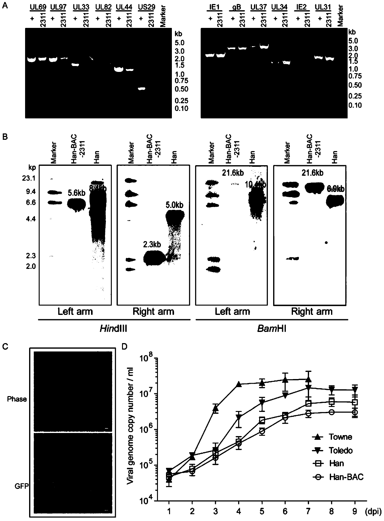 Infectious clone of human cytomegalovirus and its construction method and application