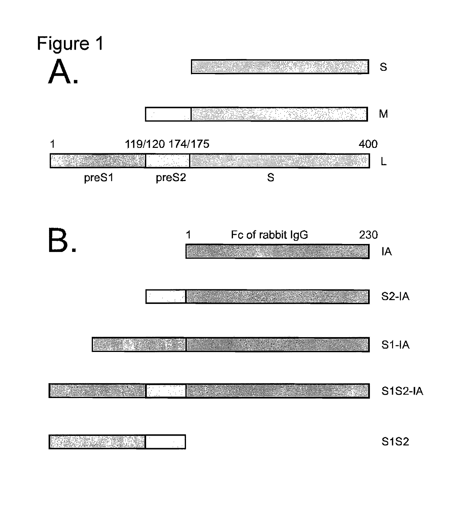 Hepatitis B virus compositions and methods of use