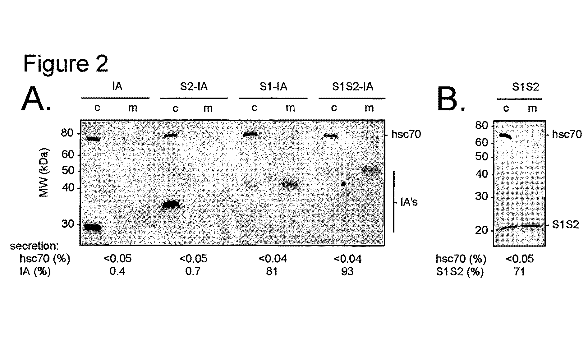 Hepatitis B virus compositions and methods of use