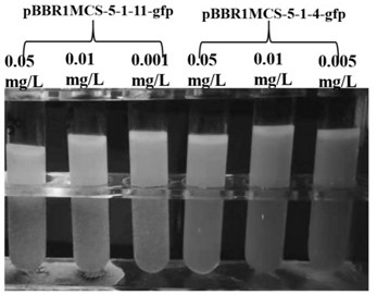 Novel photosynthetic bacteria for detecting explosives as well as preparation method and application of novel photosynthetic bacteria