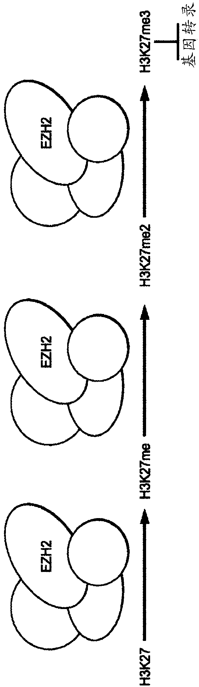 Method of treating malignant rhabdoid tumor of the ovary (MRTO)/small cell cancer of the ovary of the hypercalcemic type (SCCOHT) with an EZH2 inhibitor