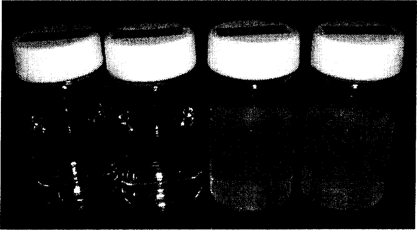 Zinc pyrrolidonecarboxylate dihydrate and method of producing the same