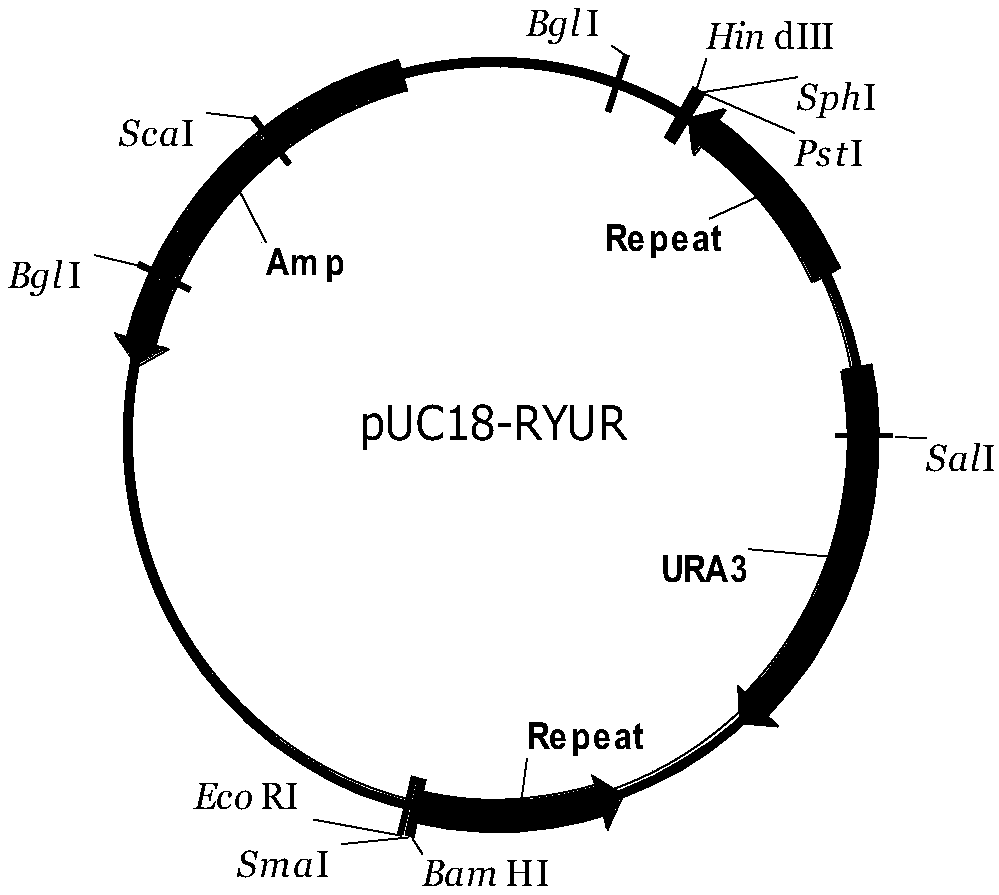 Saccharomyces cerevisiae industrial strain for secreting and expressing cellulase and building method thereof