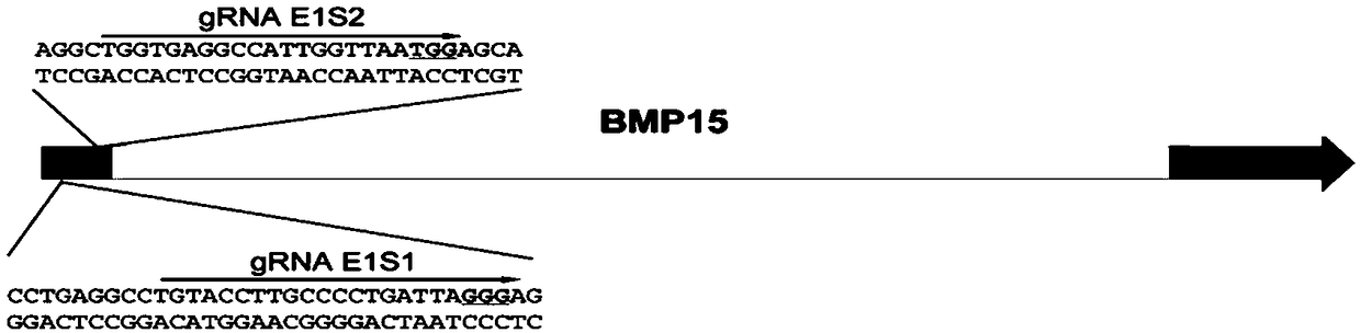 Method for editing swine BMP15 (bone morphogenetic protein 15) gene by using CRISPR/Cas9
