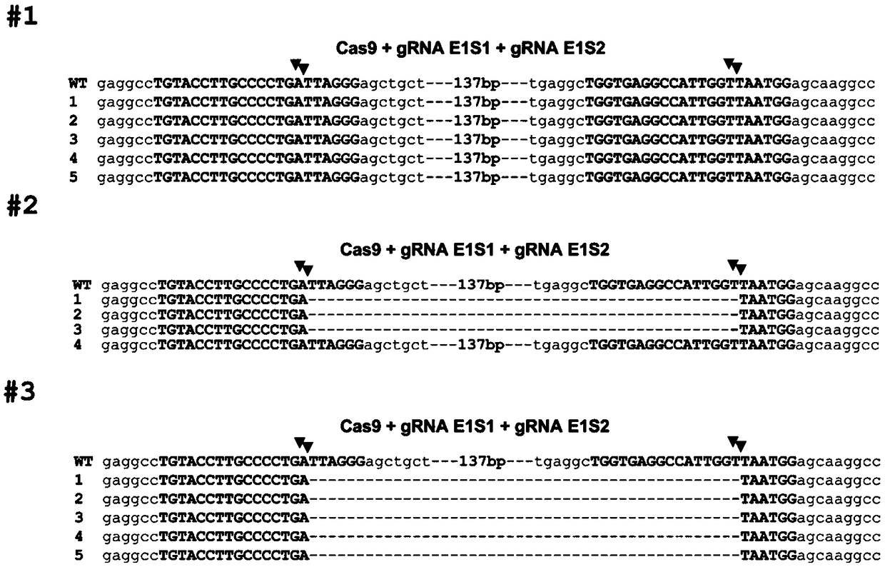 Method for editing swine BMP15 (bone morphogenetic protein 15) gene by using CRISPR/Cas9