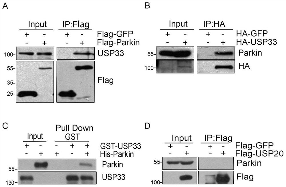 Use of usp33 as a drug target in the preparation of drugs