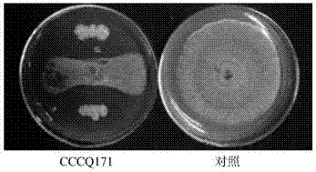 Streptomyces griseus CCCQ171 and application thereof