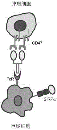 Novel recombinant bifunctional fusion protein as well as preparation and application thereof