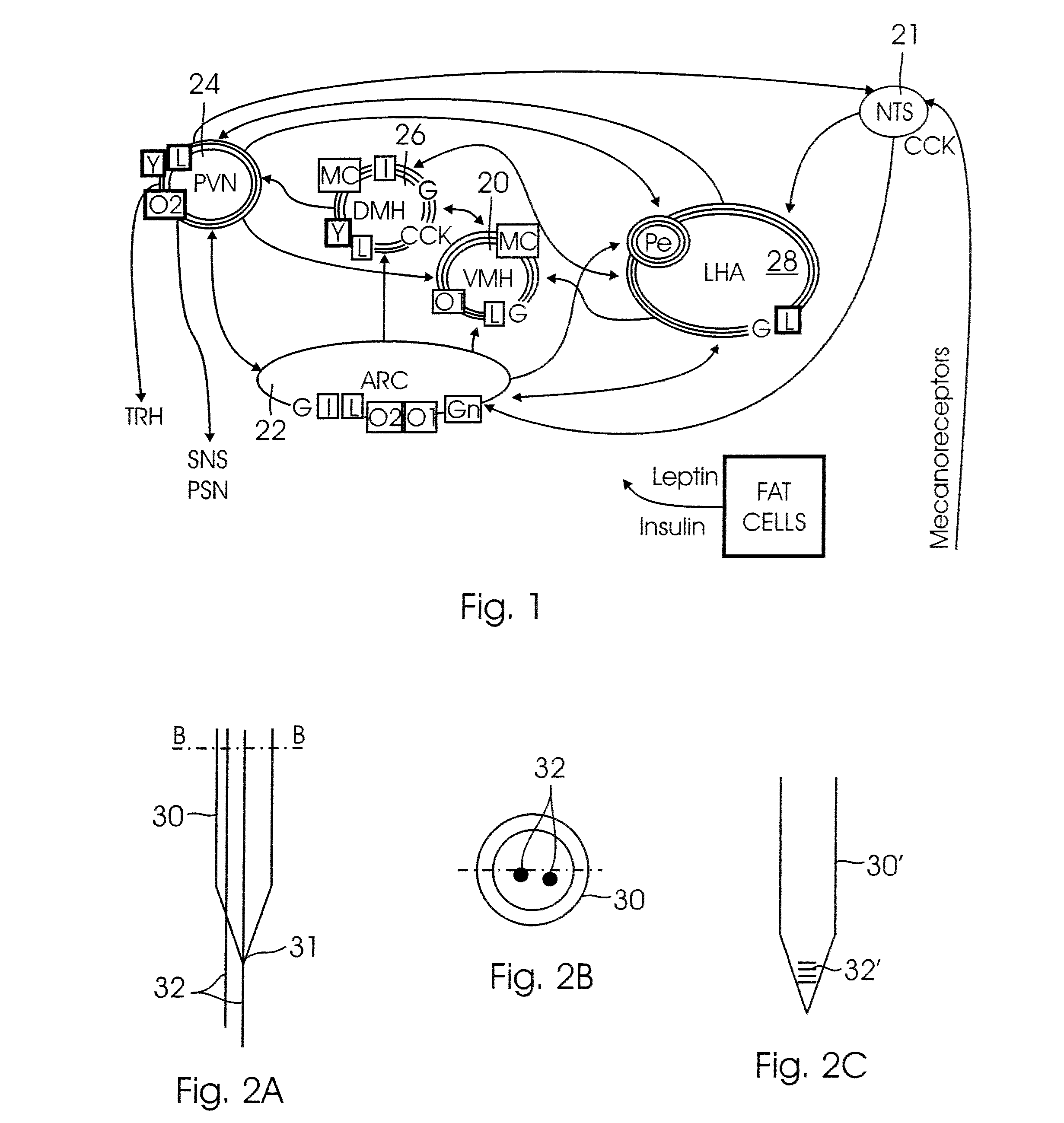 Method and system for modulating energy expenditure and neurotrophic factors