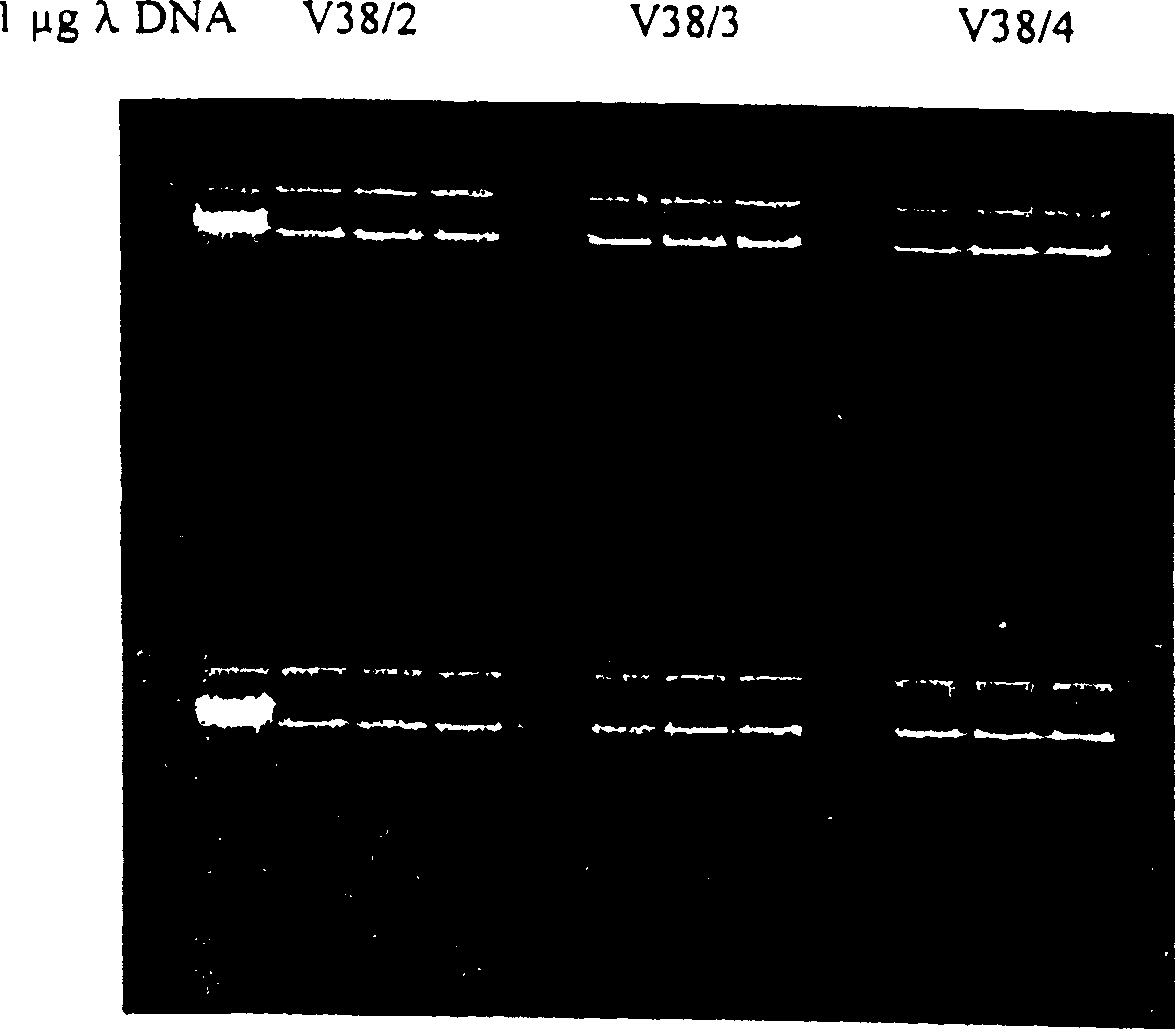 Enzyme reaction method for nucleic acid and composition for separating nucleic acid