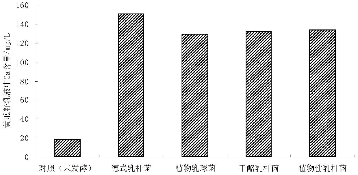 A kind of preparation method of high-calcium lactic acid bacteria fermented cucumber seed beverage