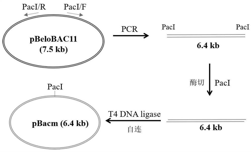 SARS-CoV-2 full-length cDNA cloning single-copy plasmid and construction method thereof