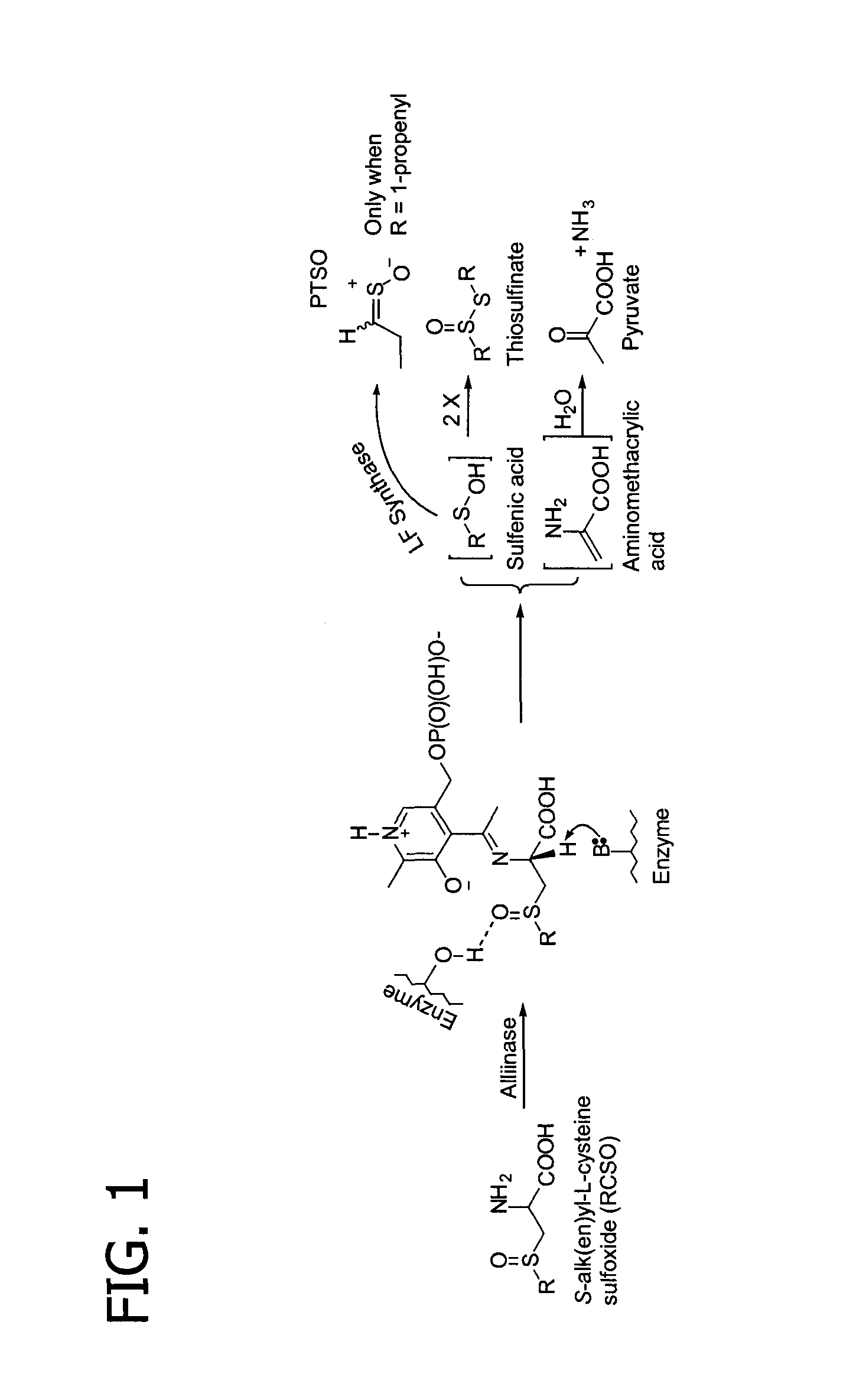 Process of preparing conjugates of allium organosulfur compounds with amino acids, peptides, and proteins