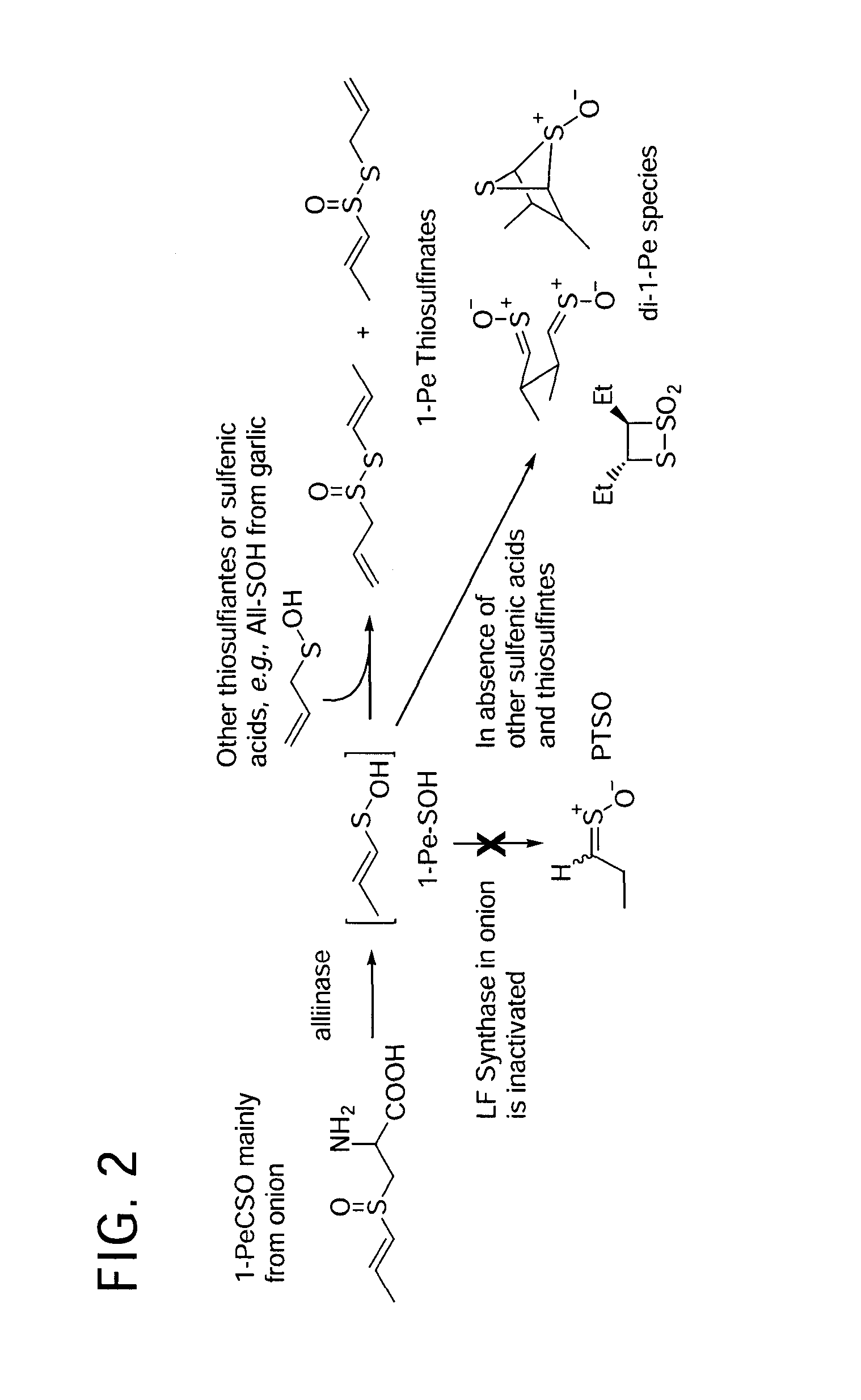 Process of preparing conjugates of allium organosulfur compounds with amino acids, peptides, and proteins