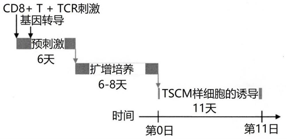 Preparation method of T cell with cell surface markers of CD45RA &lt; + &gt; and CCR7 &lt; + &gt;