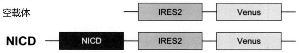 Preparation method of T cell with cell surface markers of CD45RA &lt; + &gt; and CCR7 &lt; + &gt;