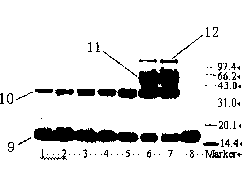Polyethyleneglycol acid or active ester connected to omega amino acid at their ends, preparation method and application