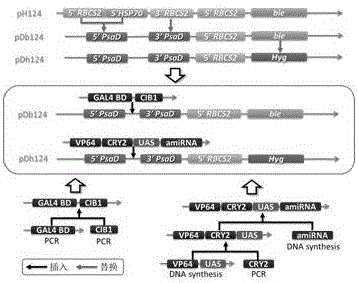 Chlamydomonas exogenous gene expression system based on blue light induction and application thereof