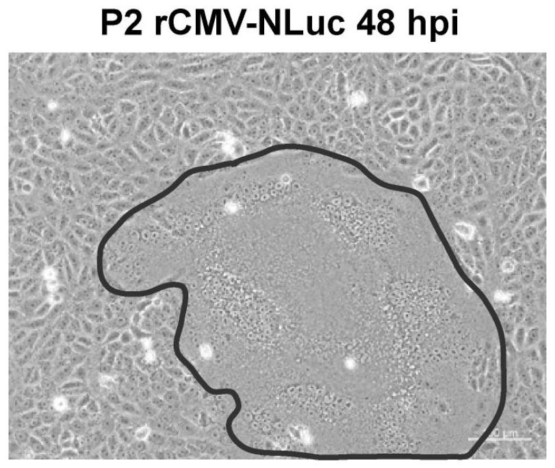 Recombinant canine measles virus expressing luciferase
